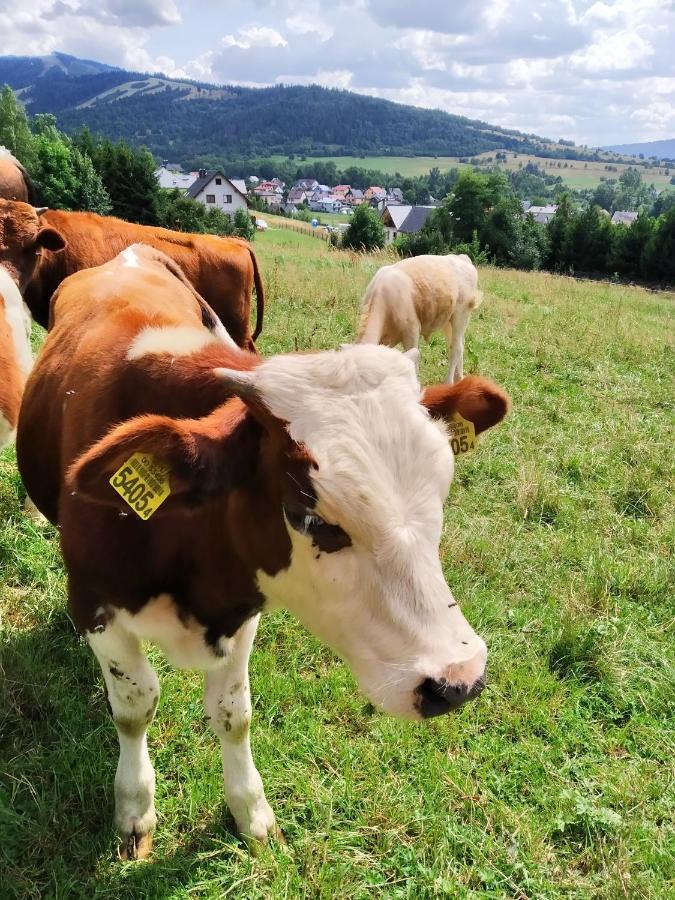 Noclegi Przy Szlaku Agroturystyka Zabnica Εξωτερικό φωτογραφία